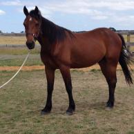 10480950_931927460159601_3212452129620148646_n