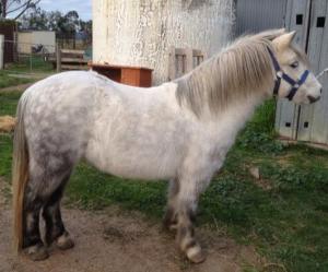 1545183_999000130119000_5894310122886279867_n