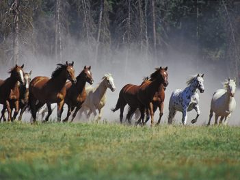 Animals_Horses_Horses_running_014323_