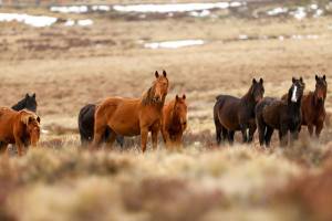 13590331_1755002364745168_5325038499616452907_n