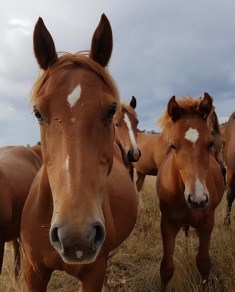 16640804_1856401574605246_2233907772392046084_n