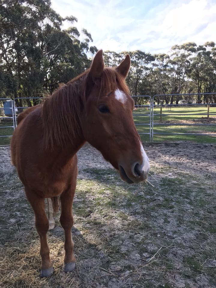 38462409_1999862073397939_7559264877592707072_n